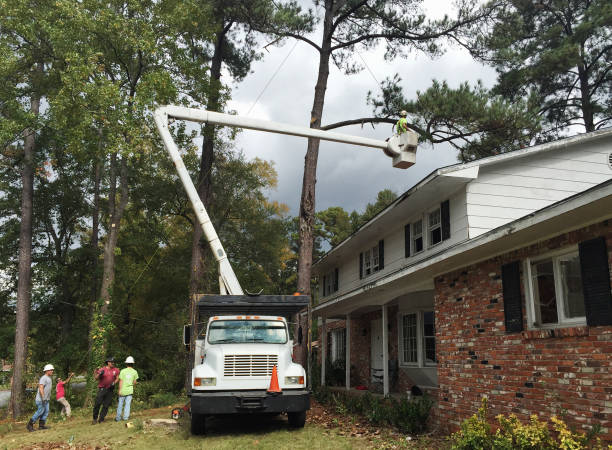 How Our Tree Care Process Works  in  Cascade, ID