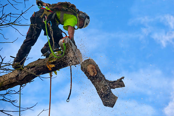 Lawn Renovation and Restoration in Cascade, ID