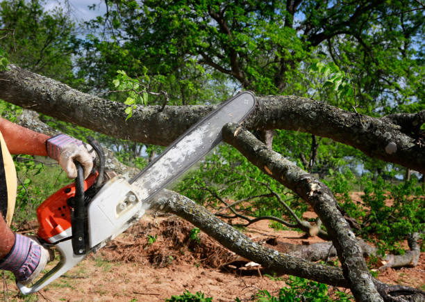 Best Storm Damage Tree Cleanup  in Cascade, ID